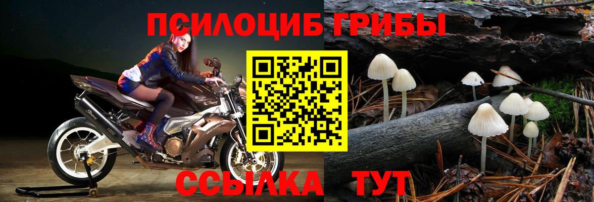 Псилоцибиновые грибы мицелий Губкинский